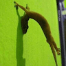 linggom manurung