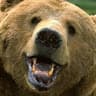 The Bear