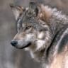 XXX_WOLF_ KING142_XXX