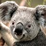 Mi? Koala