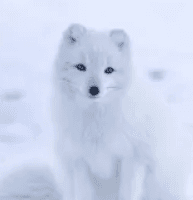 Foxxo Blox