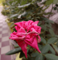 Mayank Sah